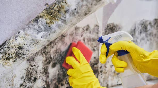 Best Residential Mold Remediation in USA